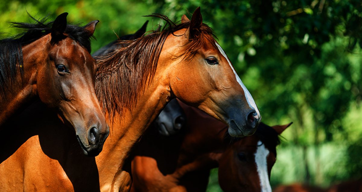 Horses for Happiness har auktion på lördag!