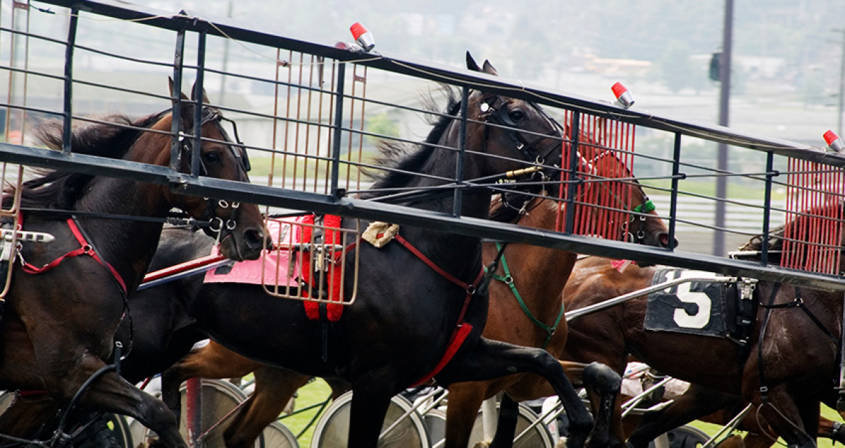 Är du sugen på att uppleva New York & Hambletonian 2024?