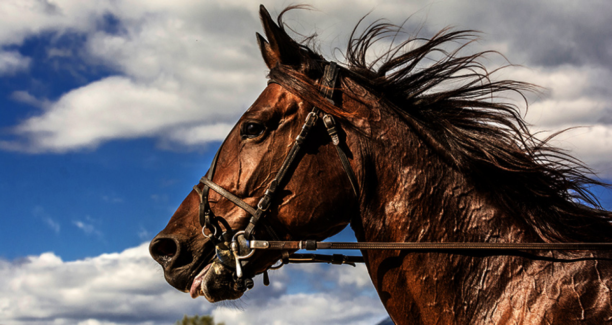 Ny hingst- & uppfödarstatistik klar!